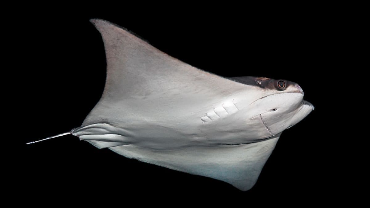 Dive Package - 4 days (8 dives)
