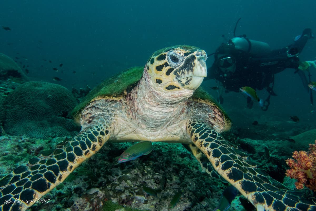 Dive Package - 5 days (10 dives)