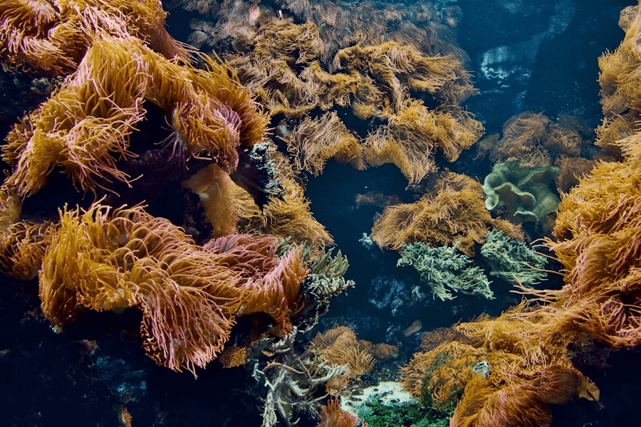 image-Protecting Reefs, Educating Generations