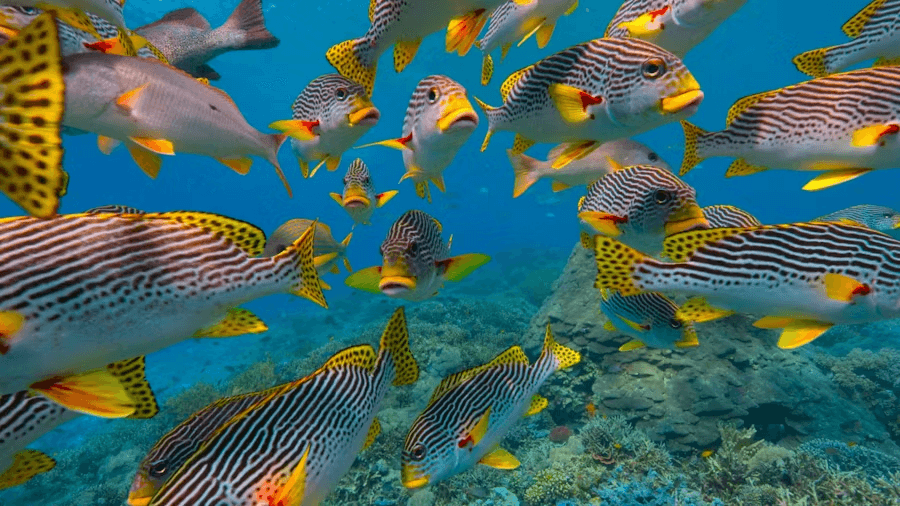 image-Protecting Reefs, Educating Generations-0