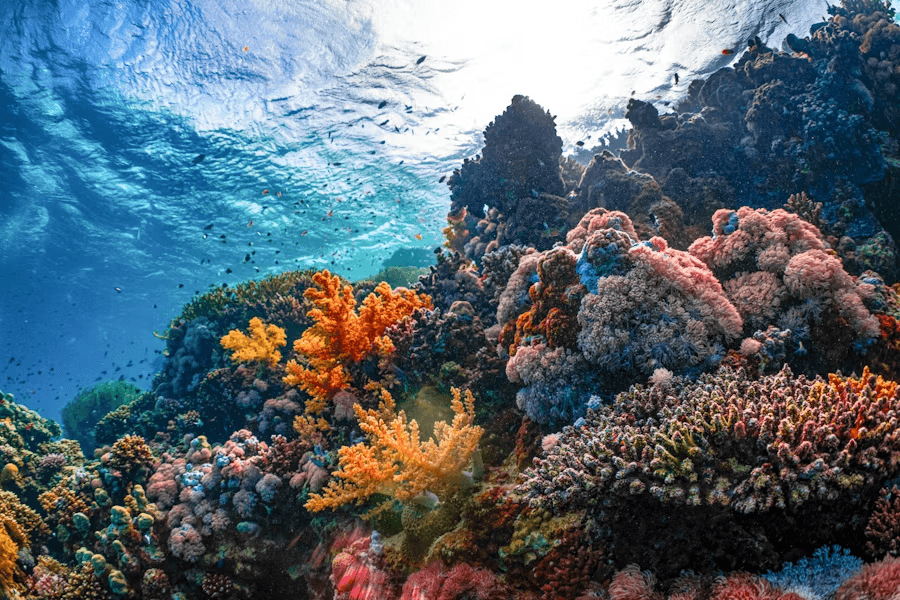 image-Protecting Reefs, Educating Generations-1